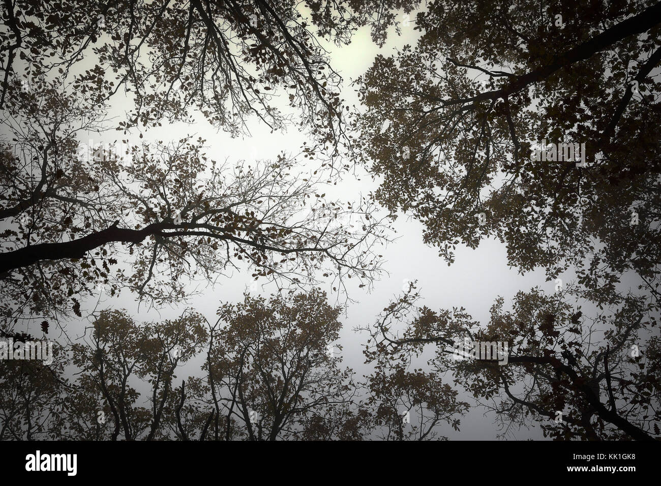 Vista astratta della foresta in una nebbiosa giornata, guardando verso il cielo Foto Stock