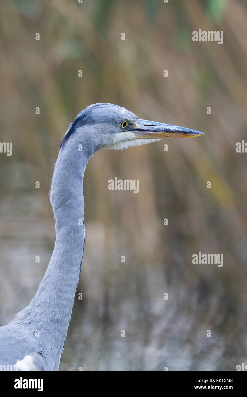 Ritratto Dettagliato naturale di airone cenerino uccello (Ardea cinerea) con reed in background Foto Stock