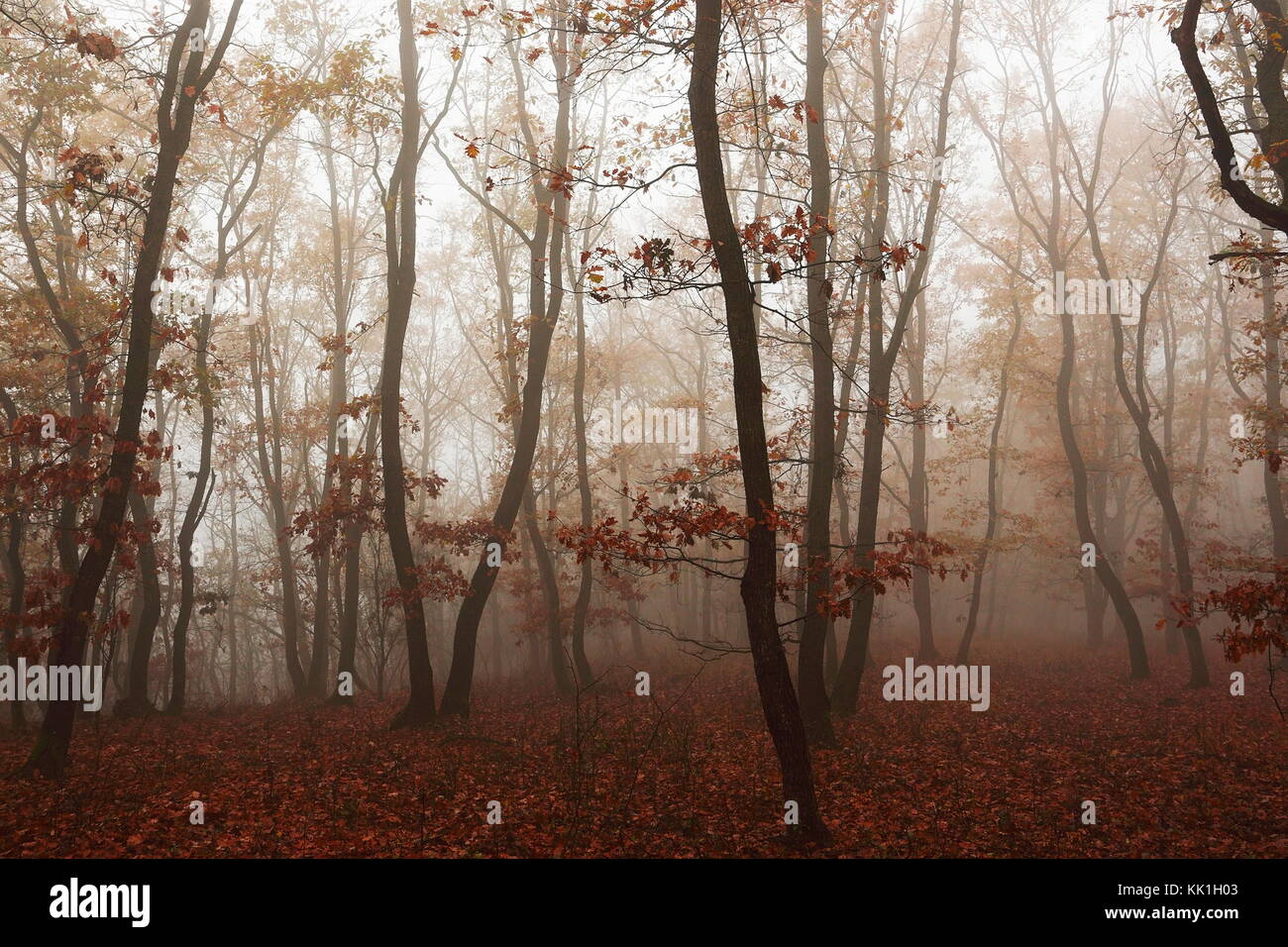 Bella foresta di nebbia nel tardo autunno Foto Stock