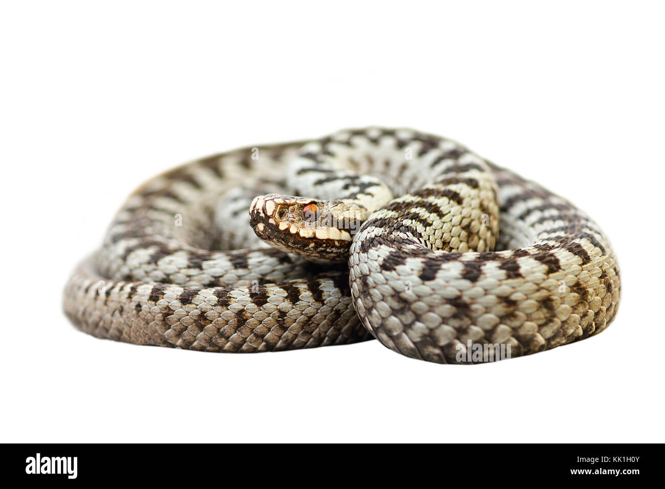 Europeo di serpenti velenosi i comuni attraversati viper ( Vipera berus ); animale selvatico ( rettile, piena lunghezza ) isolate su sfondo bianco, pronto per voi Foto Stock