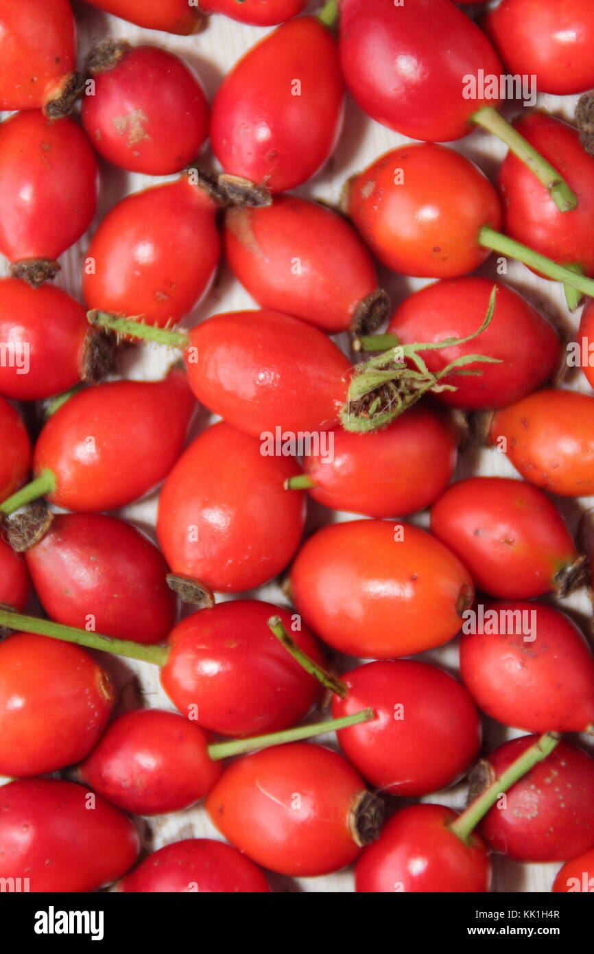 Appena foraged siepe, rosa canina, il pod di semi di rosa selvatica, utilizzato in tè, sciroppi e gelatine, ricco di vitamina C. L'Inghilterra, Regno Unito Foto Stock