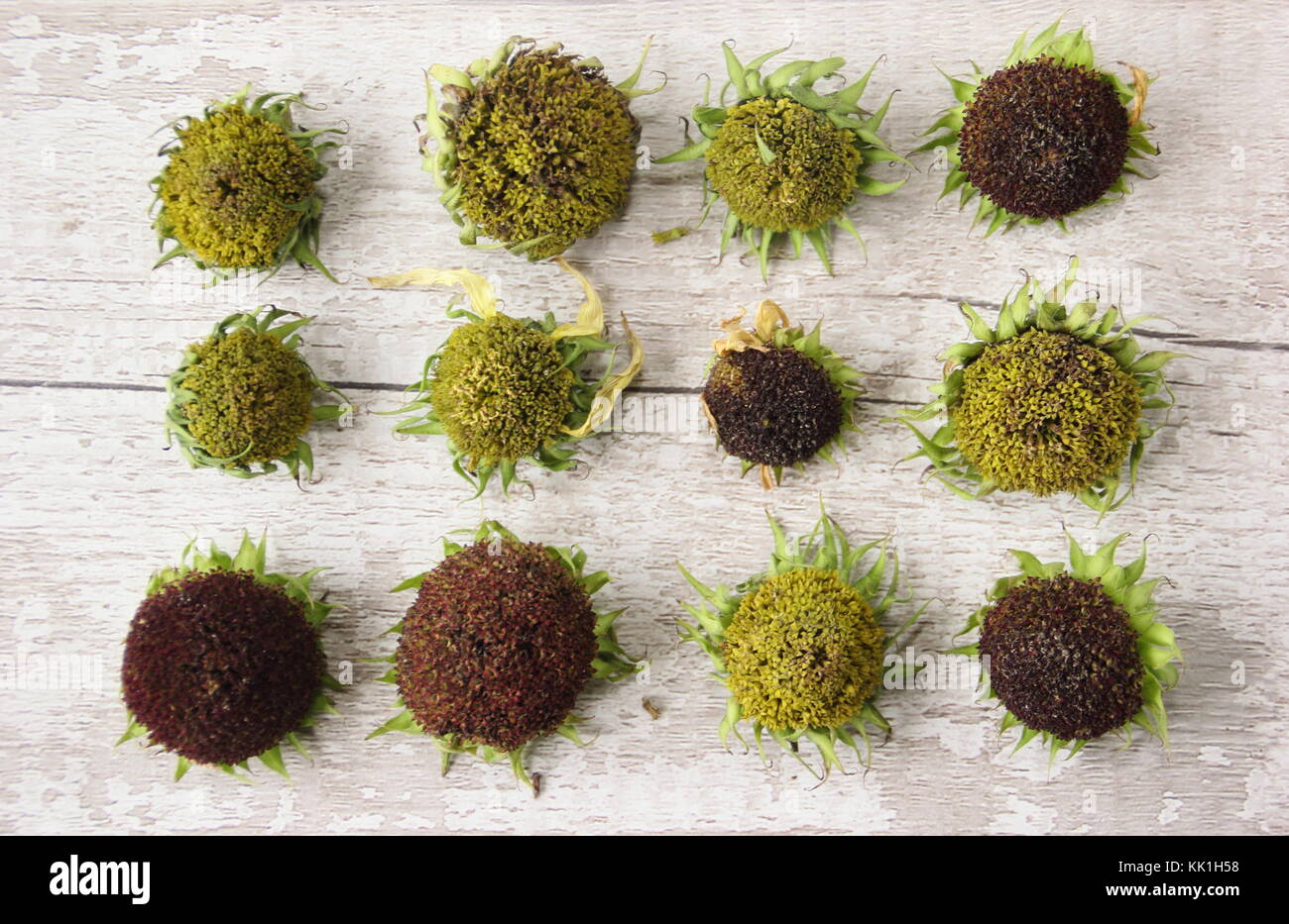 Teste di girasole (Helianthus annuus "VALENTINE") essiccamento per la raccolta di semi per uso come cibo per volatili, England, Regno Unito Foto Stock
