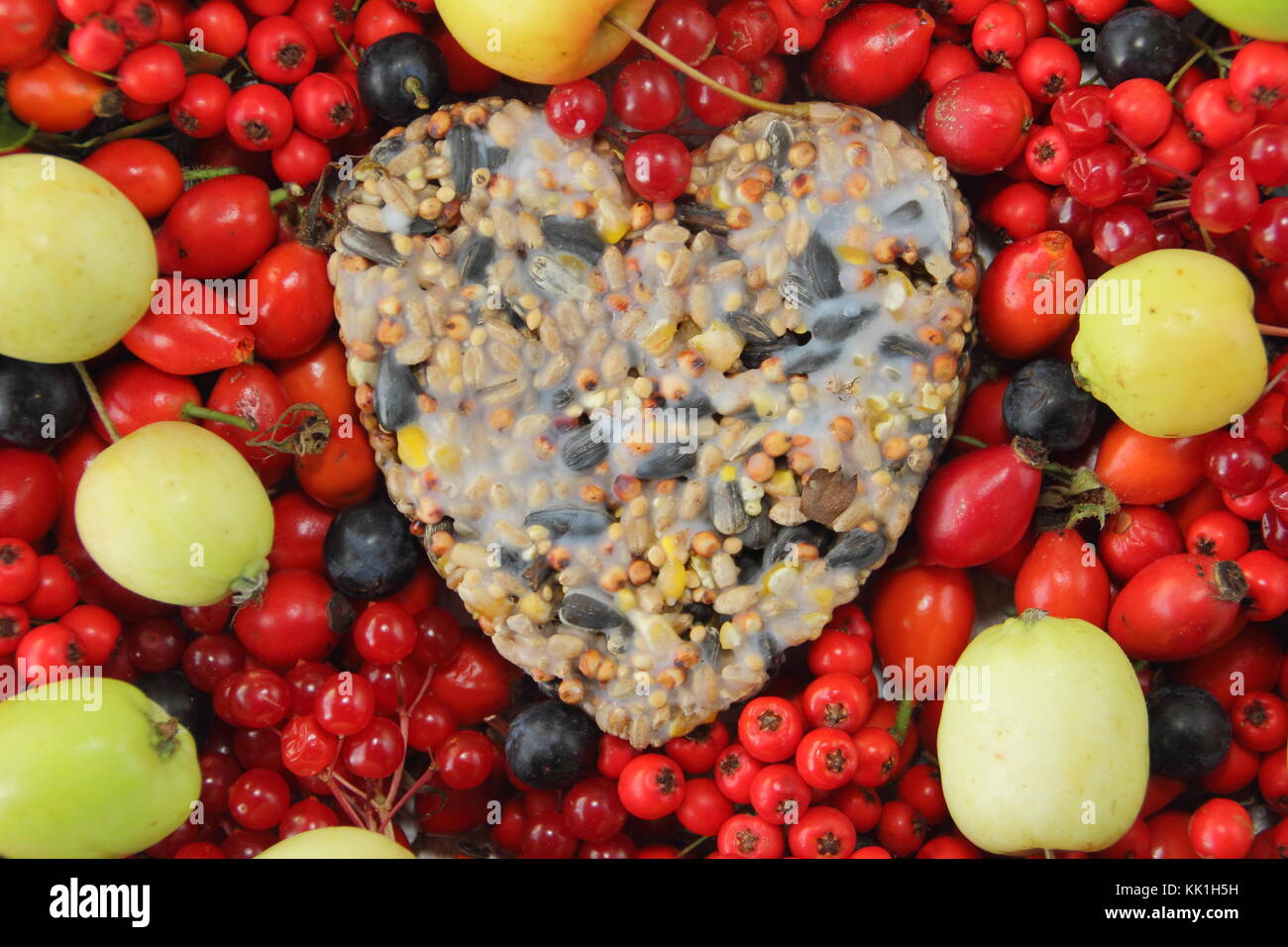 A forma di cuore ad bird feeder realizzato con semi e grasso fuso, sagomato in un cookie cutter, decorata con uccelli selvatici cibo: rosa canina, bacche e mele di granchio Foto Stock