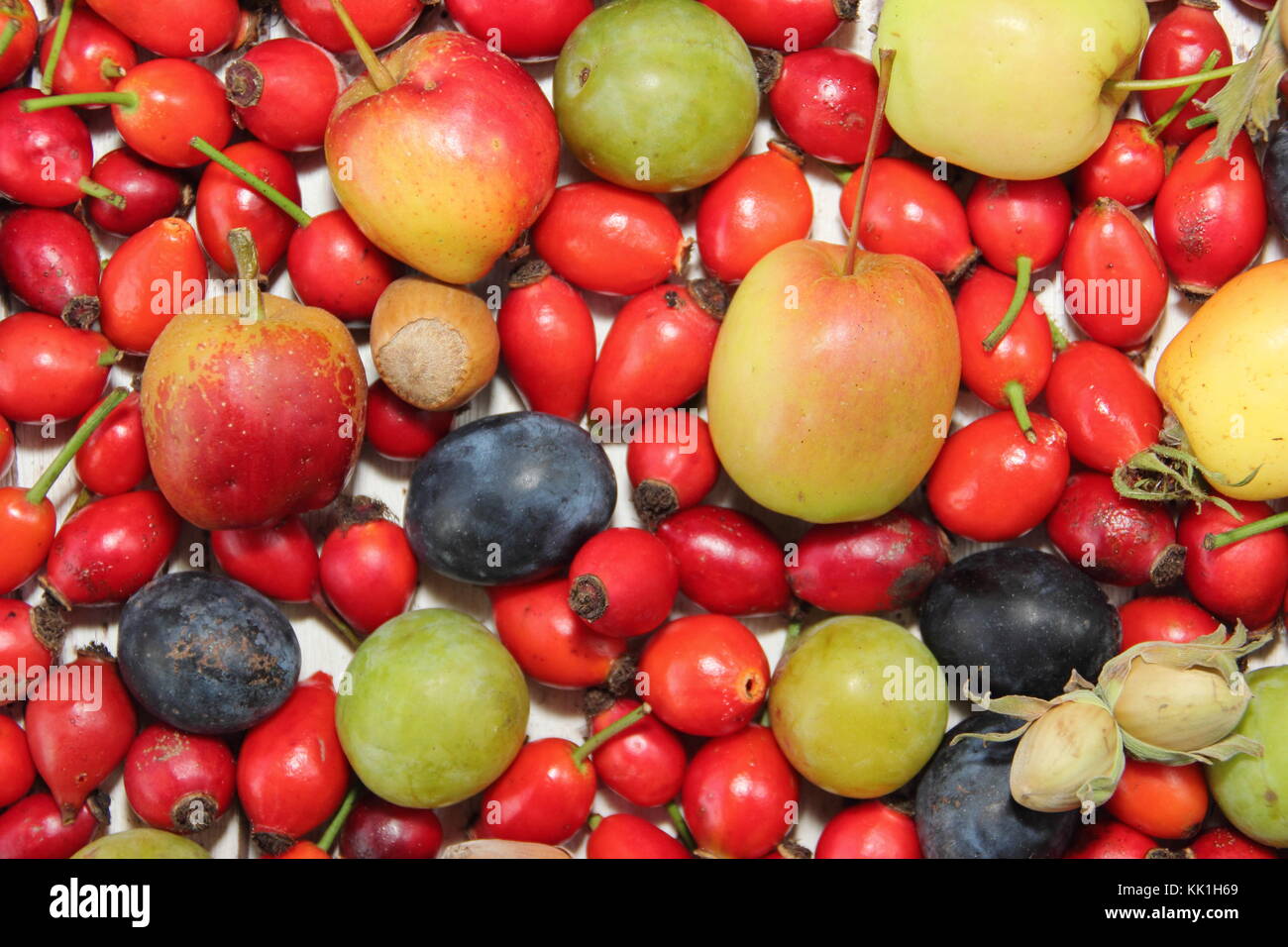 Appena raccolto autunno siepe di frutta e bacche compresi Sweet Chestnut, rosa canina, granchio mele, cobnuts, verde prugne e prugnole, REGNO UNITO Foto Stock