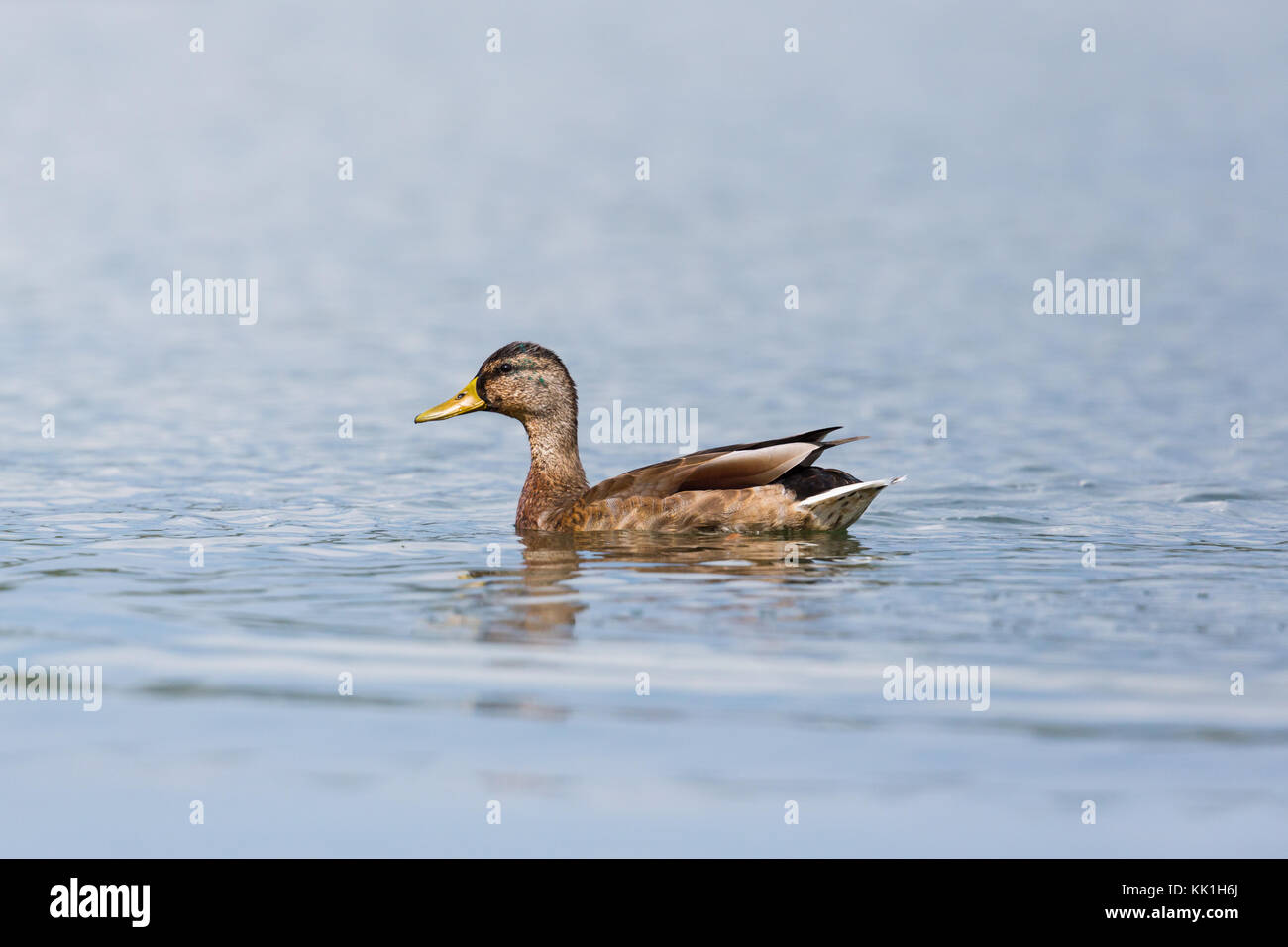 Giovani naturale Mallard duck (Anas platyrhynchos) nuotare in acqua Foto Stock