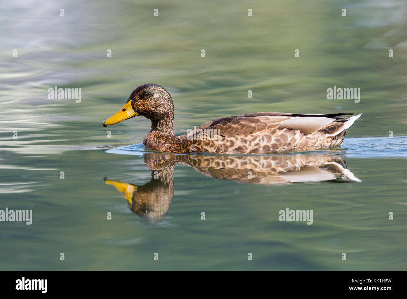 Femmina naturale Mallard duck (Anas platyrhynchos) Nuoto con riflessioni Foto Stock