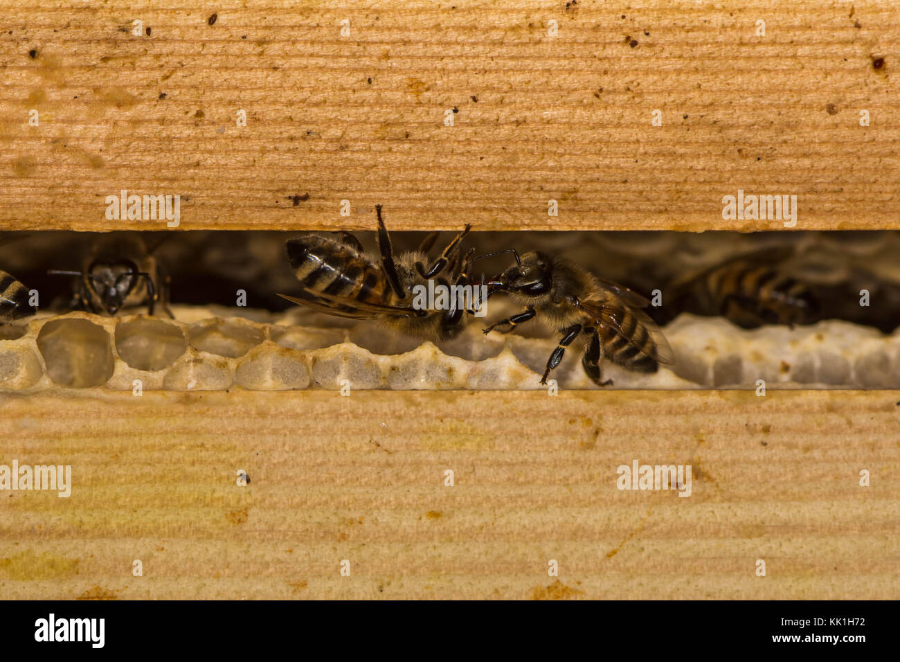 Il miele api (Apis mellifera) sul pettine di miele in alveare. insetti nella famiglia apidae saluto uno un altro mentre su cellule entro il loro nido Foto Stock