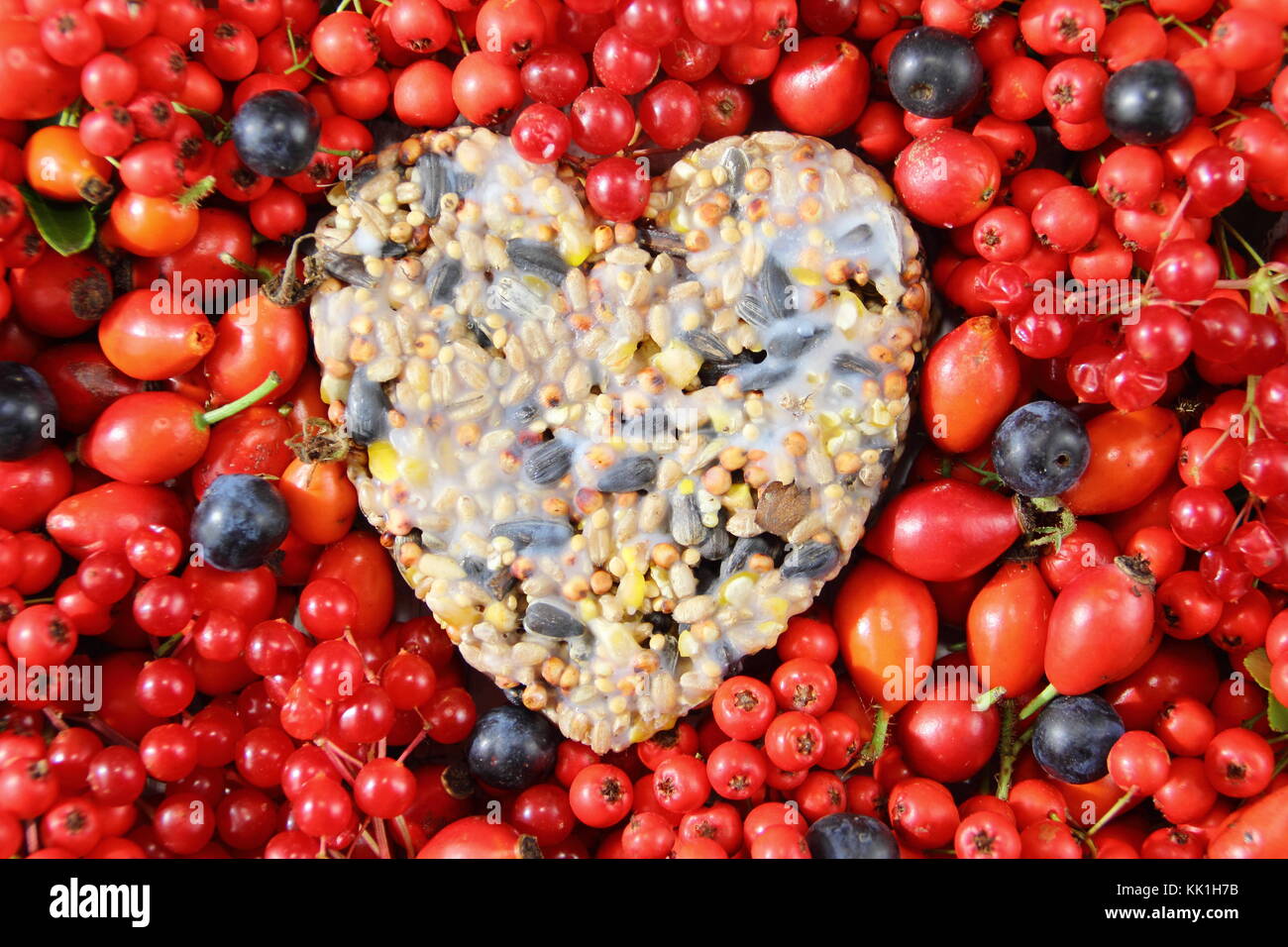 A forma di cuore ad bird feeder realizzato con semi e grasso fuso, sagomato in un cookie cutter, decorata con uccelli selvatici cibo: rosa canina, bacche e mele di granchio Foto Stock