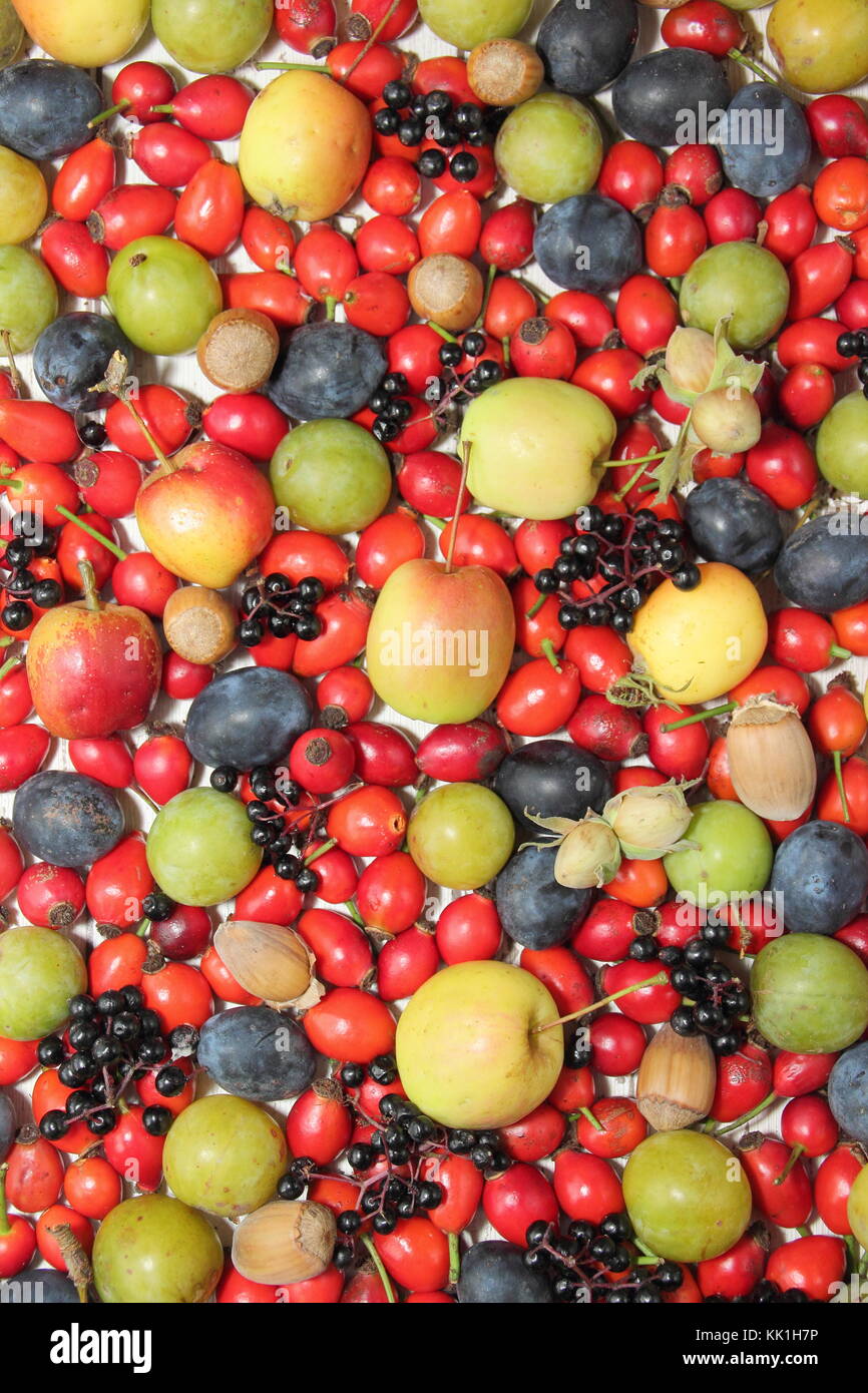 Appena raccolto inglese siepe di frutta e bacche compresi rosa canina, sambuchi, granchio mele, cobnuts, verde prugne e prugnole in autunno, REGNO UNITO Foto Stock