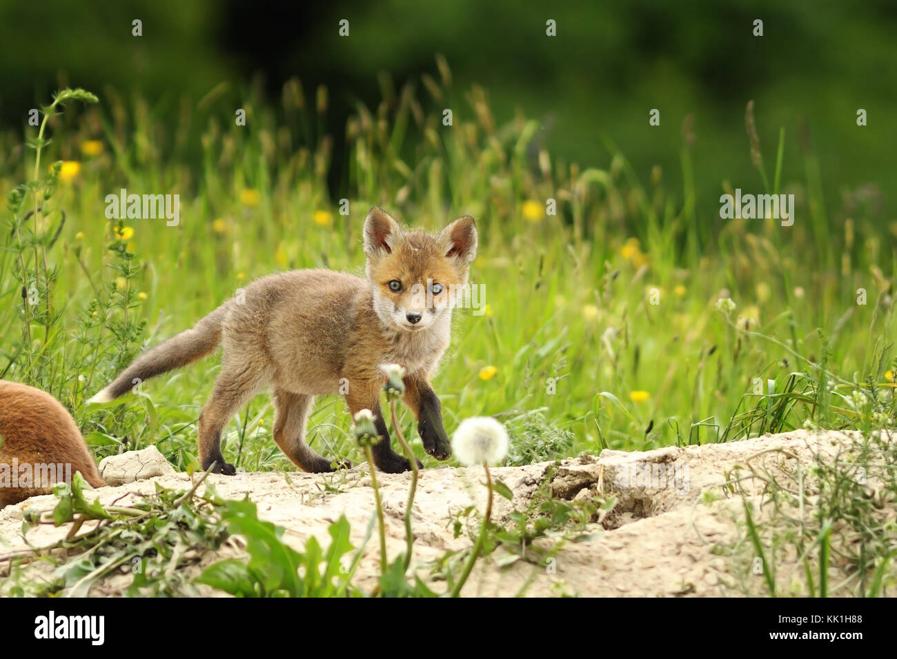 Tiny red fox cub vicino al den, curioso animale selvatico guardando la telecamera ( vulpes vulpes ) Foto Stock