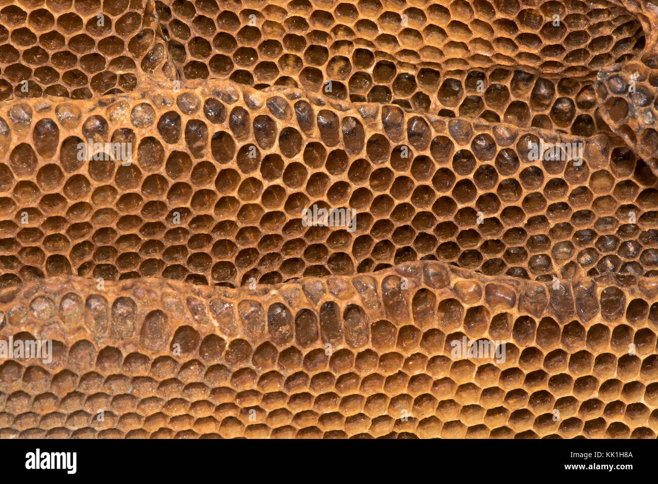 Dettaglio del pettine di miele con il miele delle api (Apis mellifera) nido. struttura esagonale all'interno di alveare di ape europea nella famiglia apidae Foto Stock