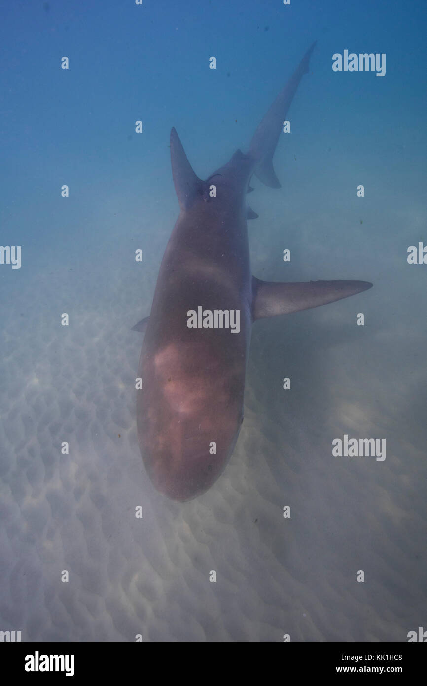 Dusky shark (Carcharhinus obscurus) una specie di requiem shark, nella famiglia carcharhinidae, che si verificano in tropicale e caldo-temperato marittimo continentale Foto Stock