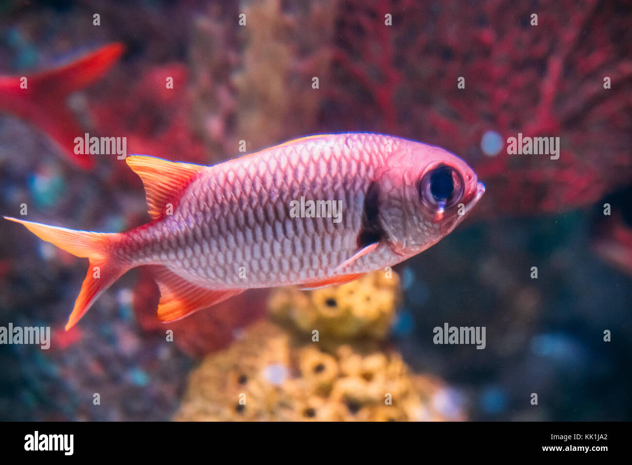 Pigna soldierfish pesce myripristis murdjan con grandi occhi a nuotare in acqua. Foto Stock