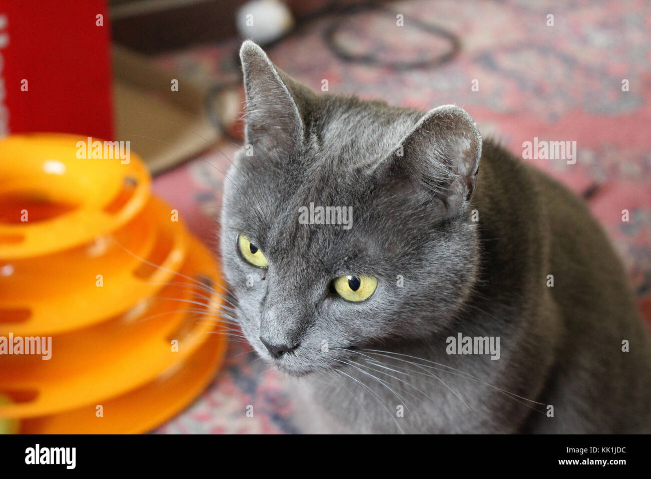 Blu di Russia gatto in modo premuroso, seduti in uno dei suoi giochi preferiti. Credito: Robert Slater Foto Stock