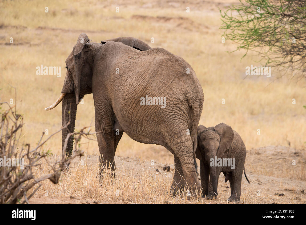 Una madre e baby elephant (loxondonta africana) nel Parco Nazionale di Tarangire e, manyara regione, TANZANIA, AFRICA Foto Stock