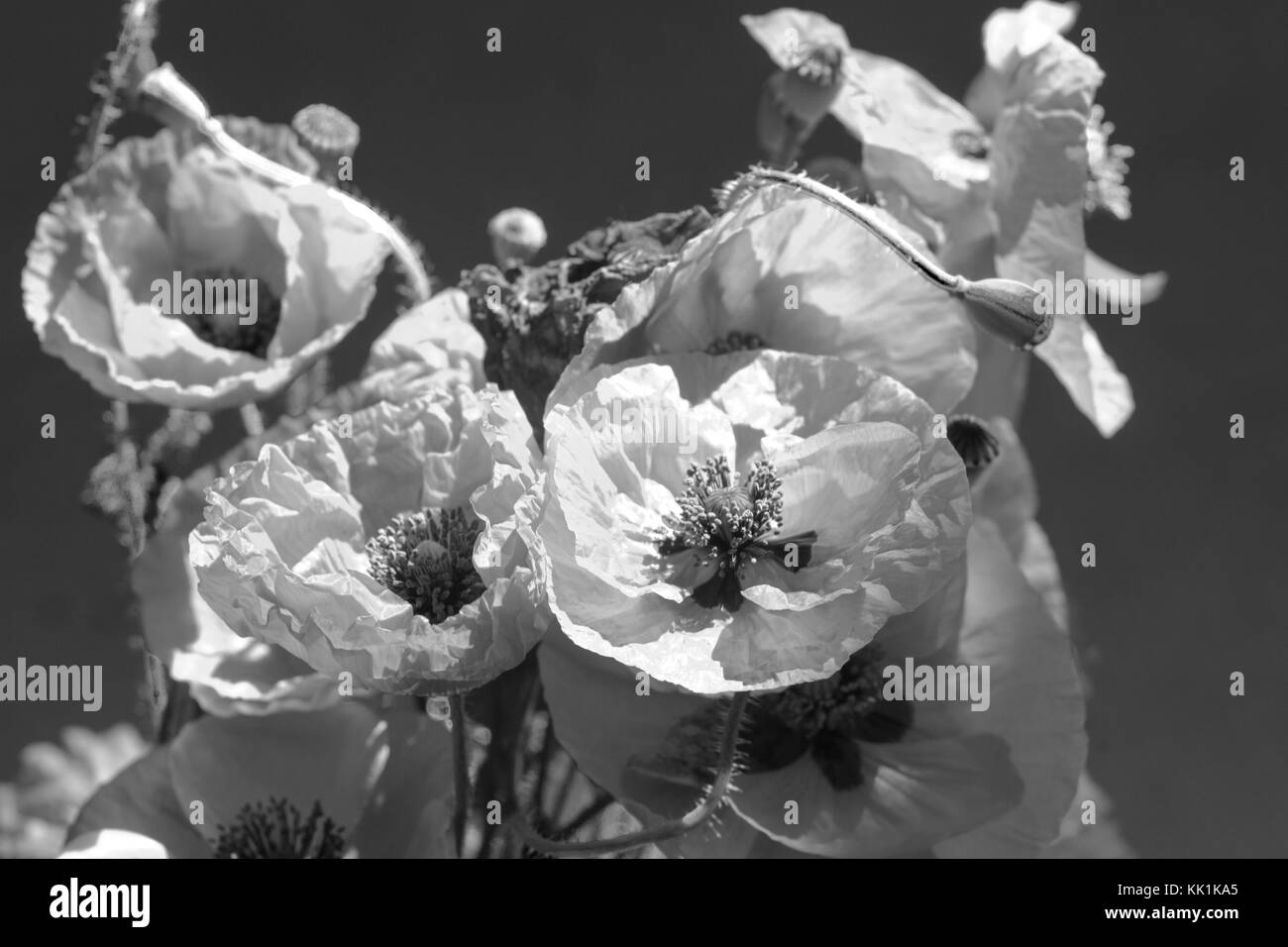 Bouquet di papaveri. Fiori di colore rosso segno del giorno del ricordo. nero e sfondo bianco Foto Stock