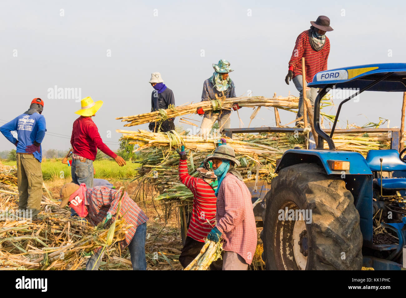 I lavoratori agricoli la raccolta della barbabietola da zucchero in Phetchabun Thailandia Foto Stock