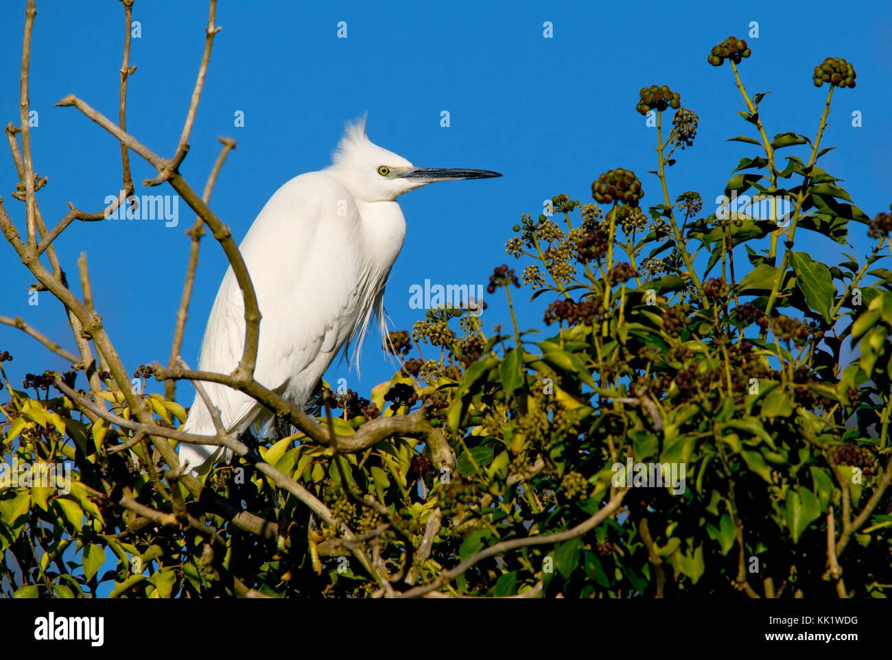 Garzetta (Egretta garzetta) in non-allevamento piumaggio appollaiato in un albero, allentati Village, Kent, Inghilterra. Foto Stock