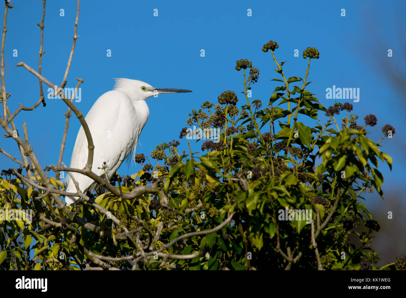Garzetta (Egretta garzetta) in non-allevamento piumaggio appollaiato in un albero, allentati Village, Kent, Inghilterra. Foto Stock