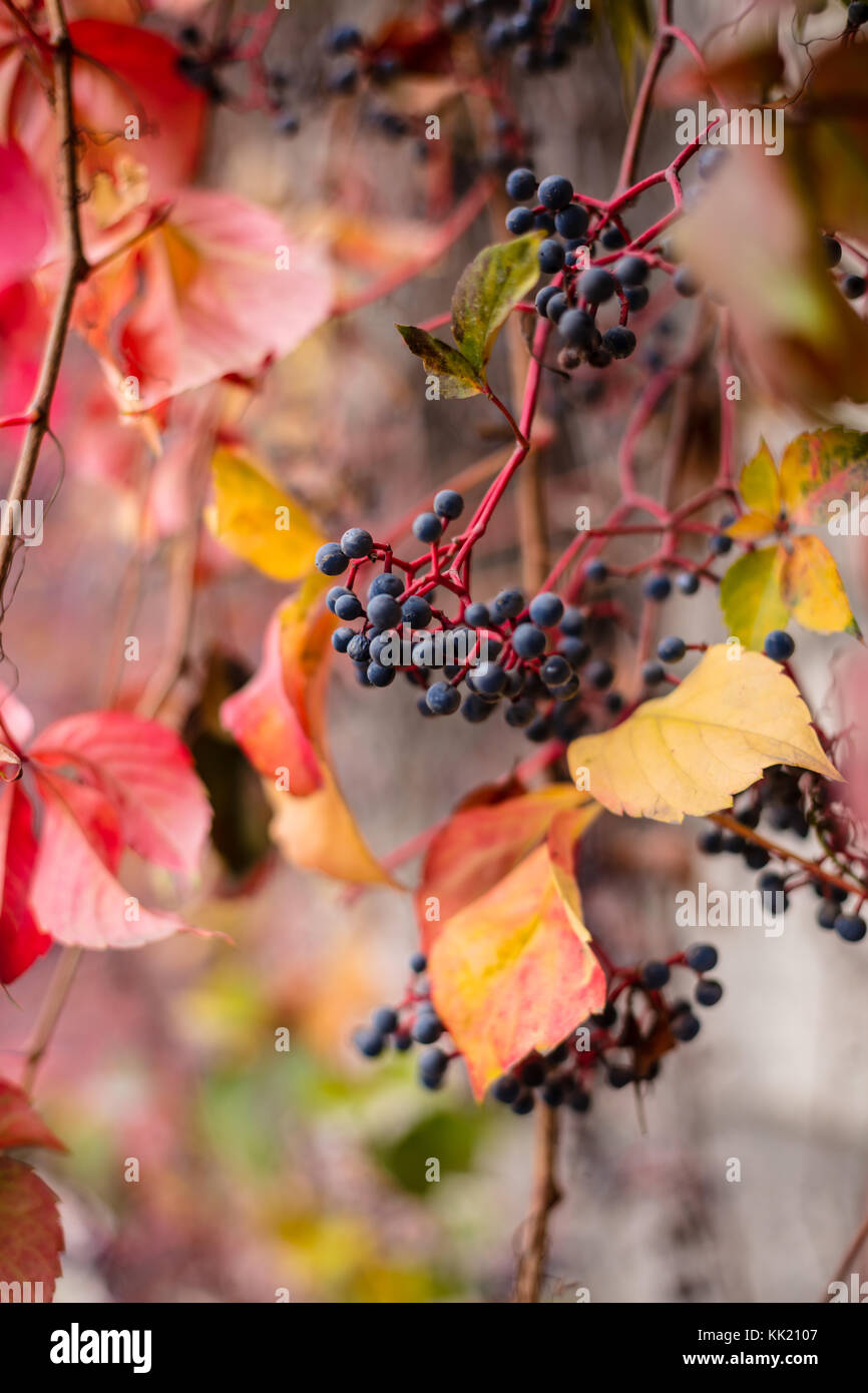 Le foglie colore hanno girato varie sfumature di rosso, giallo, viola, nero, arancione, rosa, magenta, marrone e blu durante un paio di settimane in autunno Foto Stock