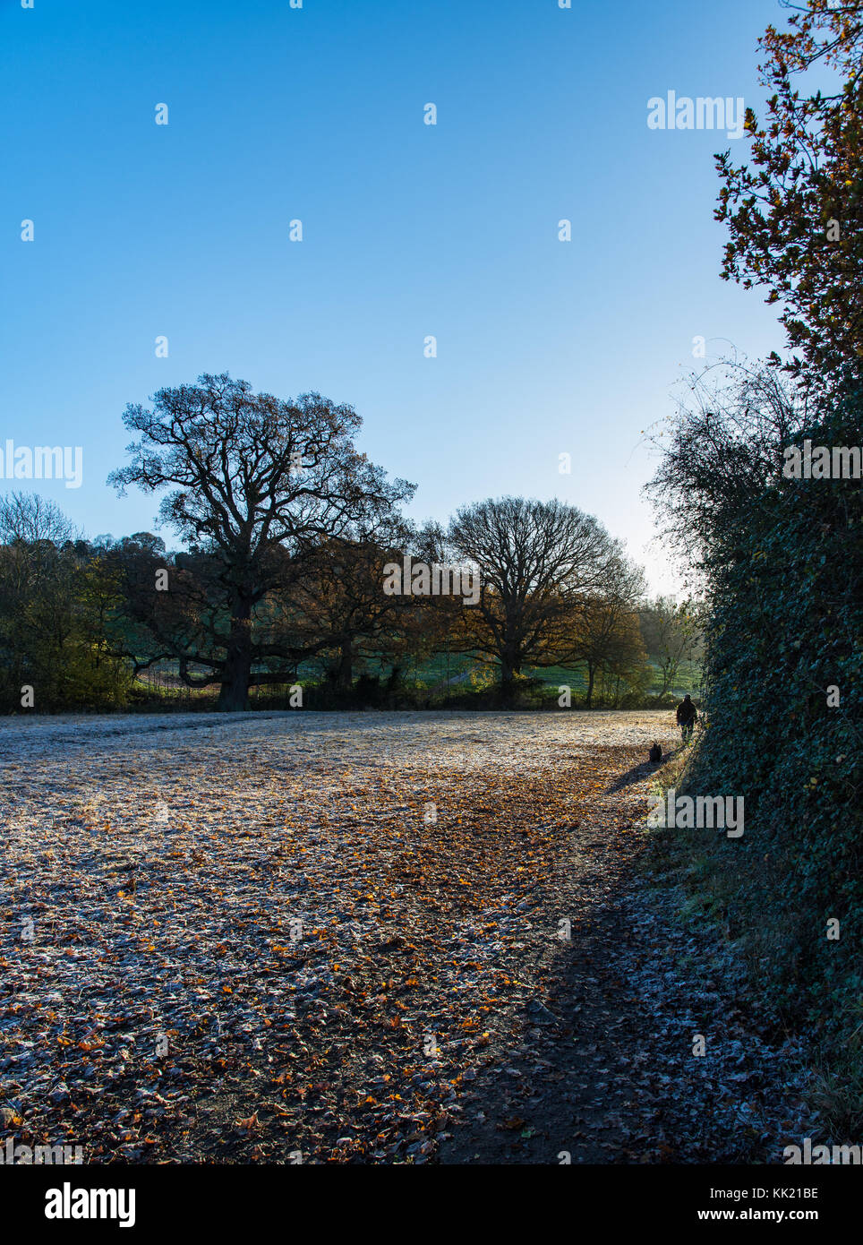 Inverno mattina cane a camminare in Cotswolds Foto Stock