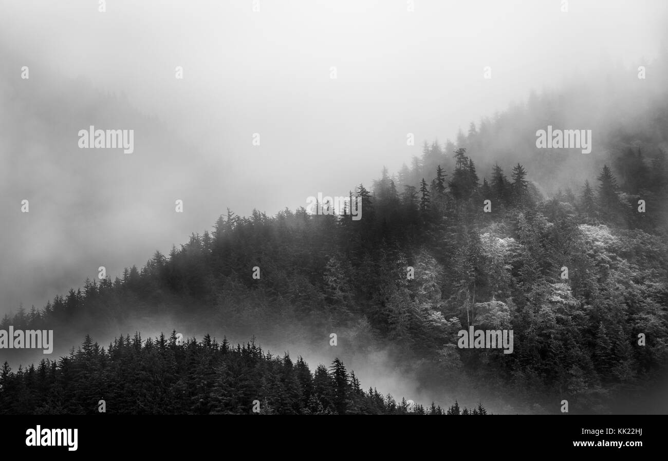 La nebbia che copre le foreste di montagna Foto Stock