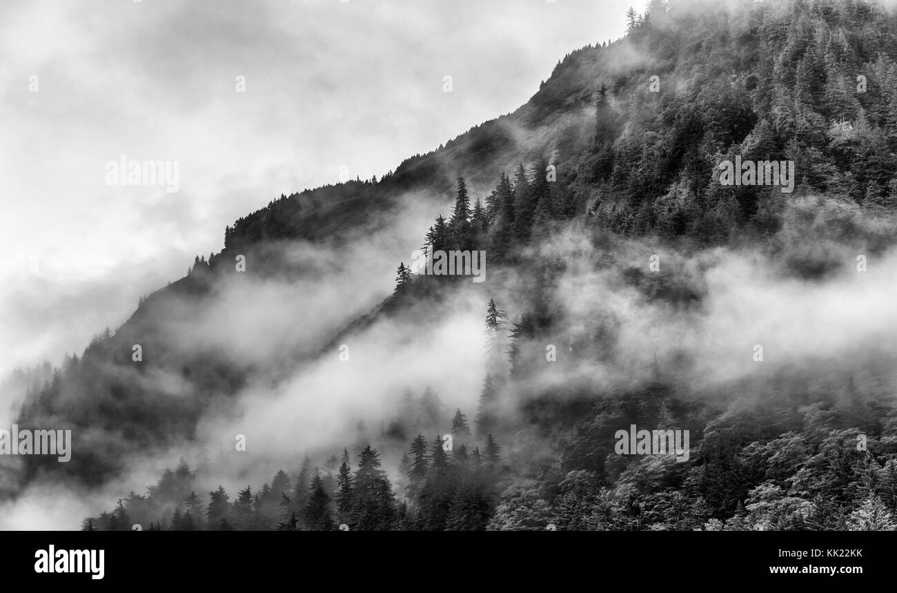 Misty foggy Smoky Mountain top con pino Foto Stock