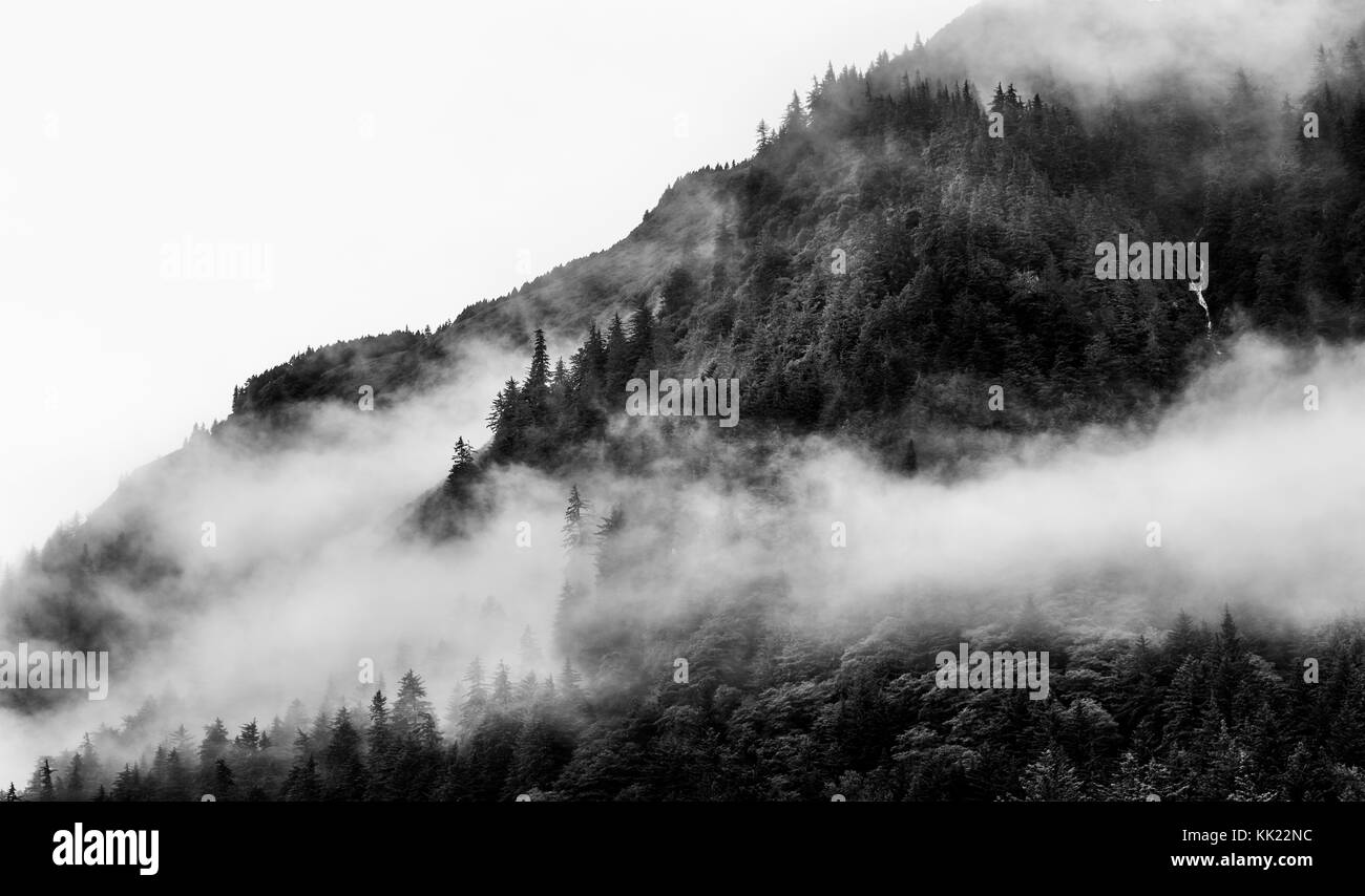 Misty foggy mountain top con pino Foto Stock