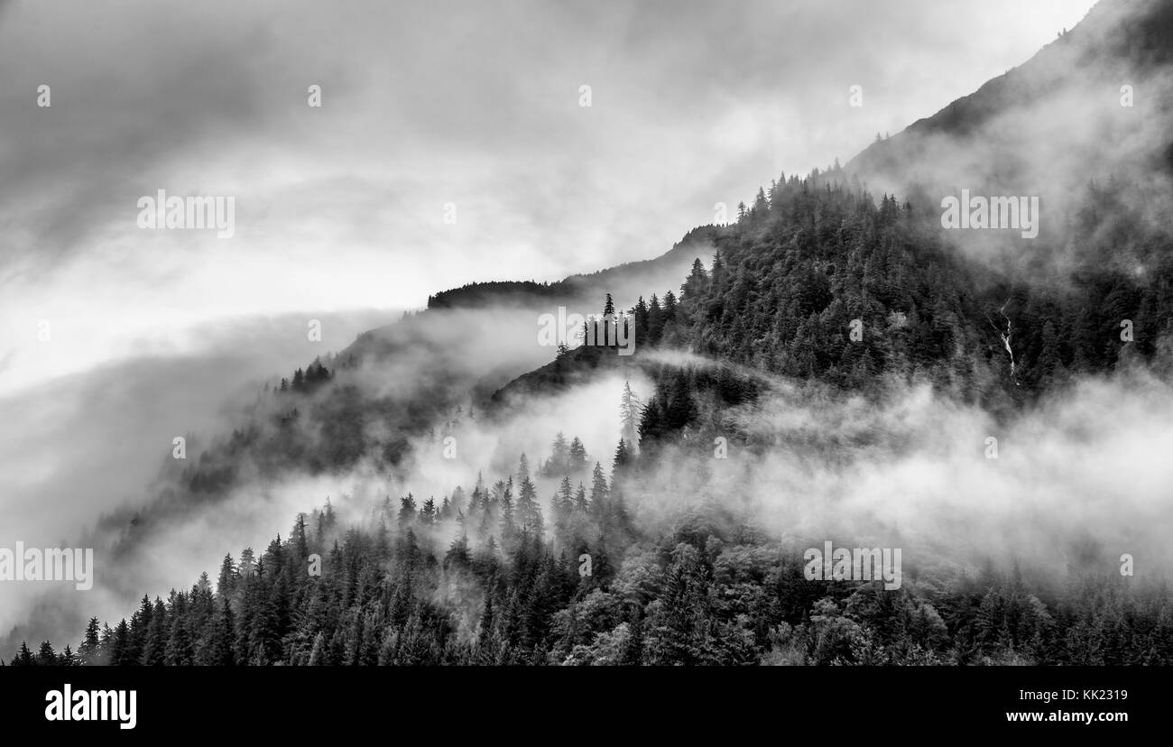 Nebbia sulla cima della montagna con pino Foto Stock