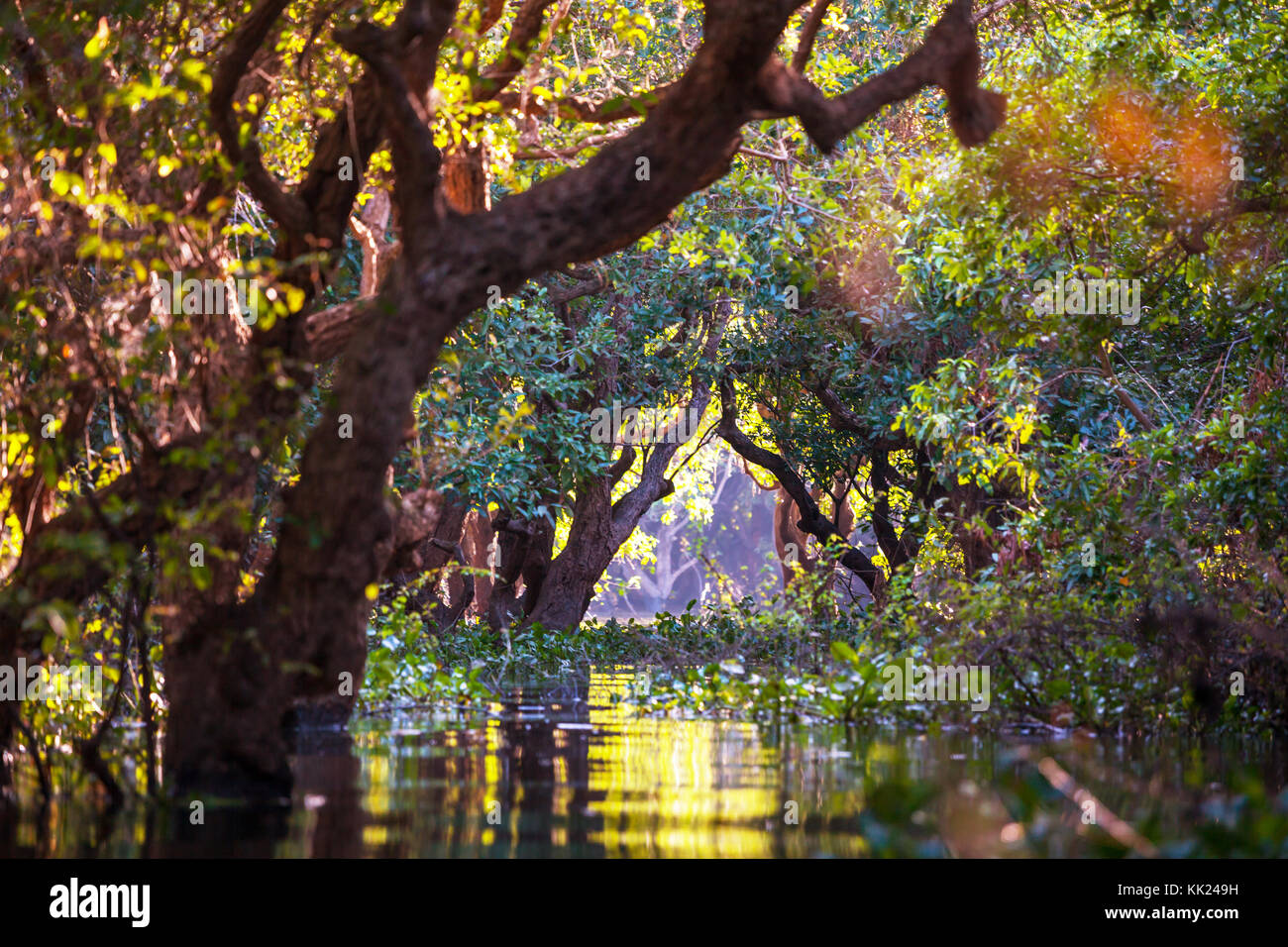 Inondati di alberi di mangrovia nella foresta di pioggia. kampong phluk village. Cambogia Foto Stock