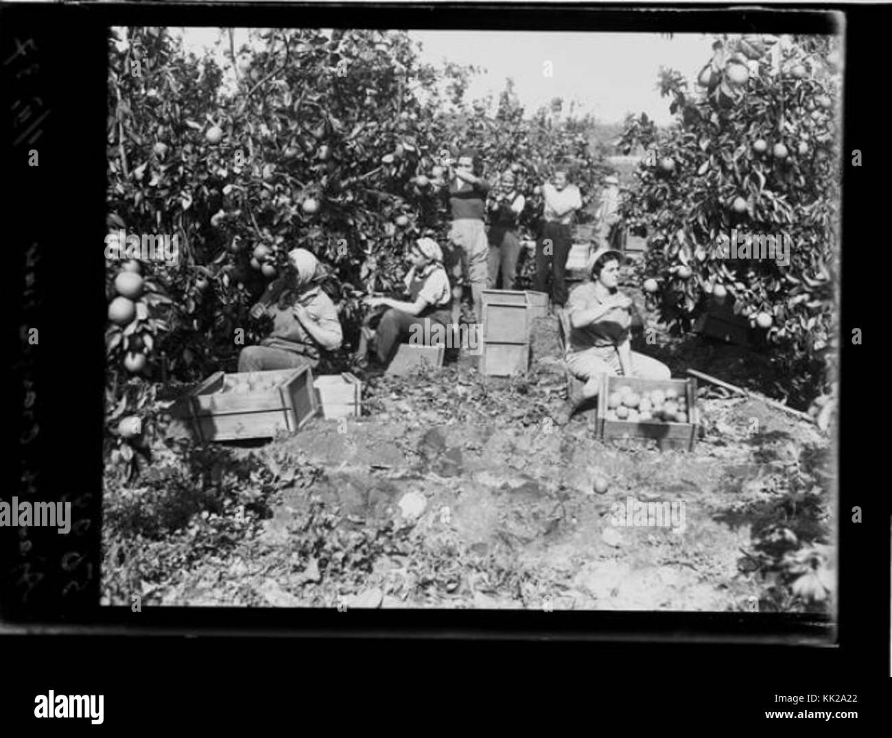Una fotografia del 1937 che mostra la raccolta di arance di Jaffa ad Ayanot, Israele. Zoltan Kluger cattura questa scena, evidenziando la pratica agricola nella regione. Foto Stock
