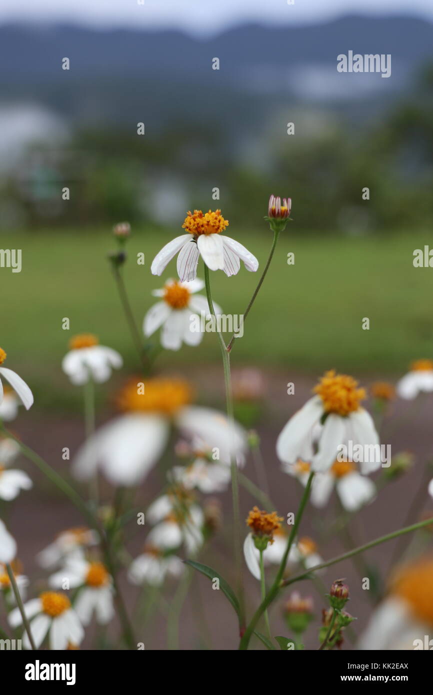 Il piccolo splendido fiore Foto Stock