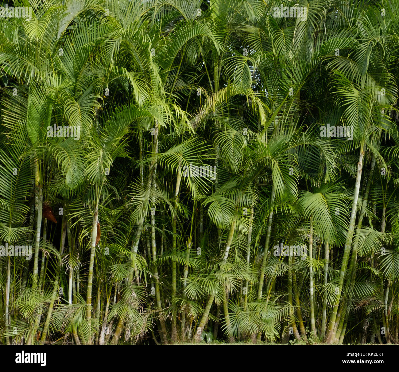 Palm tree background - giungla tropicale , palme Foto Stock