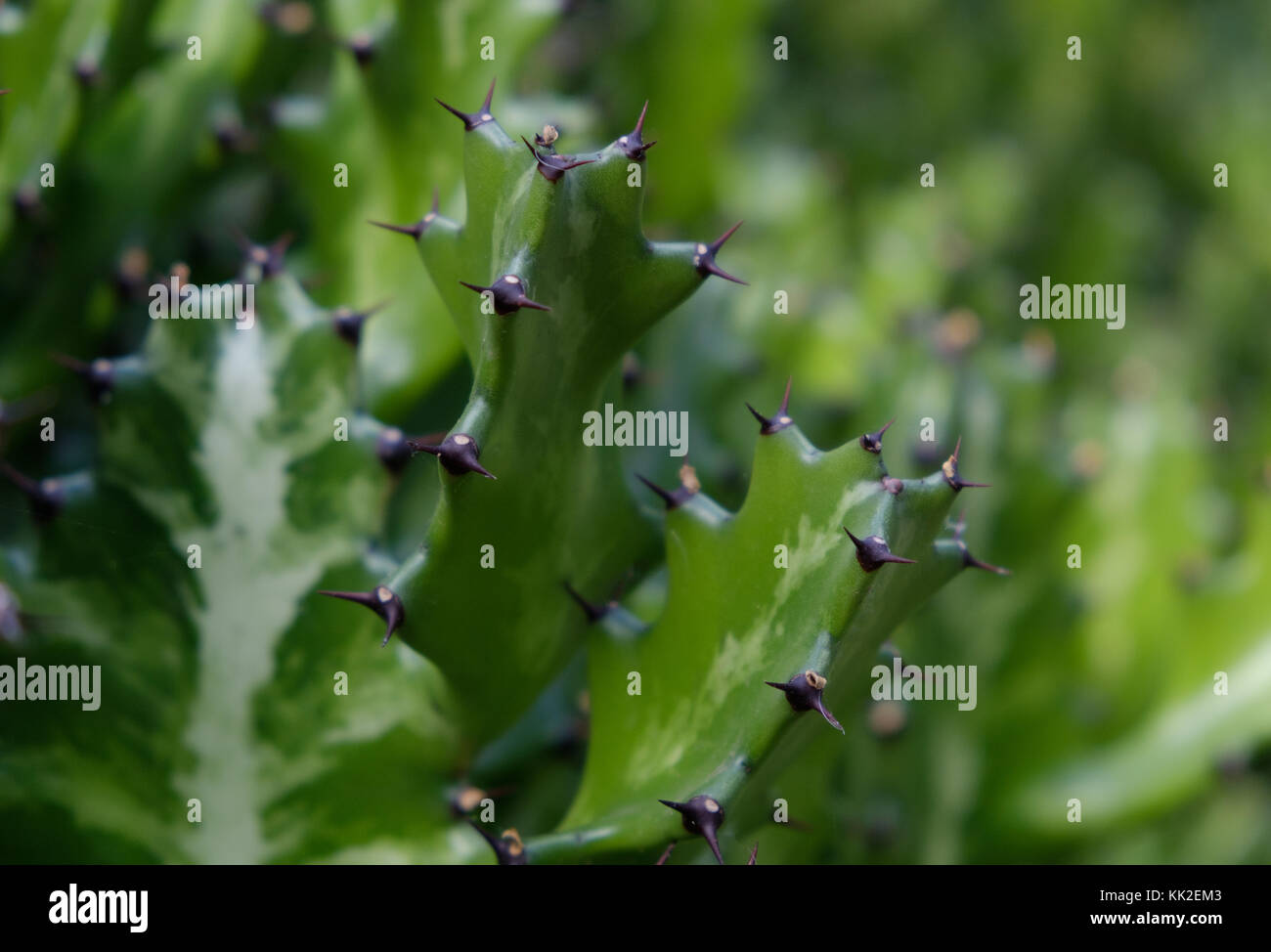 Cactus tree closeup - nero spiked cactus tree - macro Foto Stock