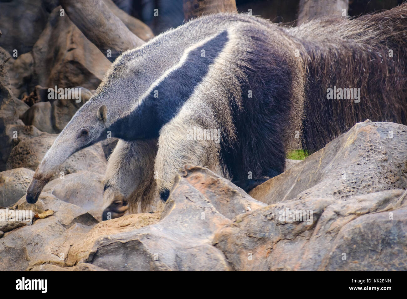 Anteater (myrmecophaga tridactyla), noto anche come l'orso ant. animale della fauna selvatica Foto Stock