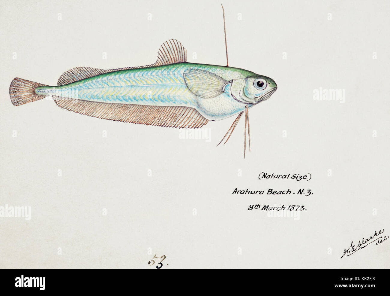 Oceano Pacifico meridionale pesci illustrazioni di F.E. Clarke 68 Foto Stock