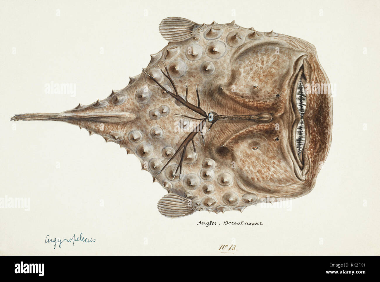 Oceano Pacifico meridionale pesci illustrazioni di F.E. Clarke 83 Foto Stock