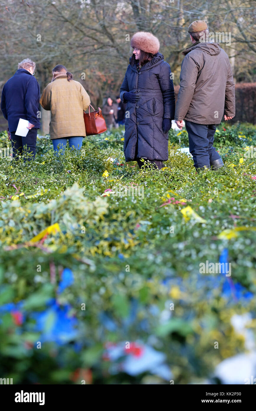 Burford house, Tenbury Wells, worcestershire - martedì 28 novembre 2017 - Il primo Natale agrifoglio e vischio asta della stagione. vischio aste sono state organizzate a Tenbury Wells per oltre 160 anni. acquirenti sfoglia tra i molti fasci di vischio prima di avviare BIDS. foto steven maggio / alamy live news Foto Stock