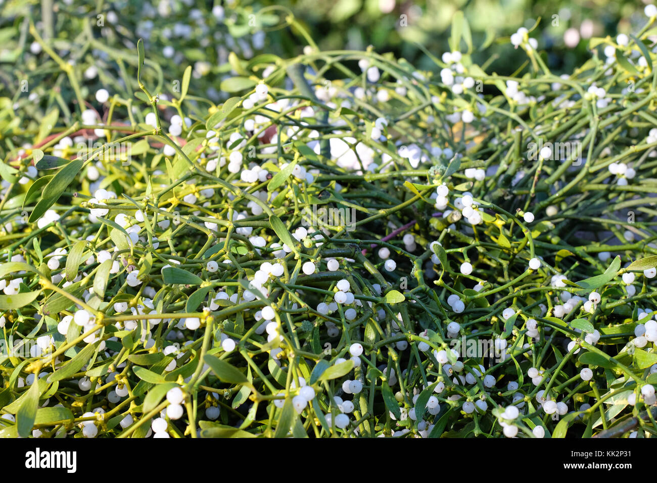 Burford house, Tenbury Wells, worcestershire - martedì 28 novembre 2017 - Il primo Natale agrifoglio e vischio asta della stagione. vischio aste sono state organizzate a Tenbury Wells per oltre 160 anni. prezzi migliori verranno recuperati da tali fasci con abbondanza di bacche bianche. foto steven maggio / alamy live news Foto Stock