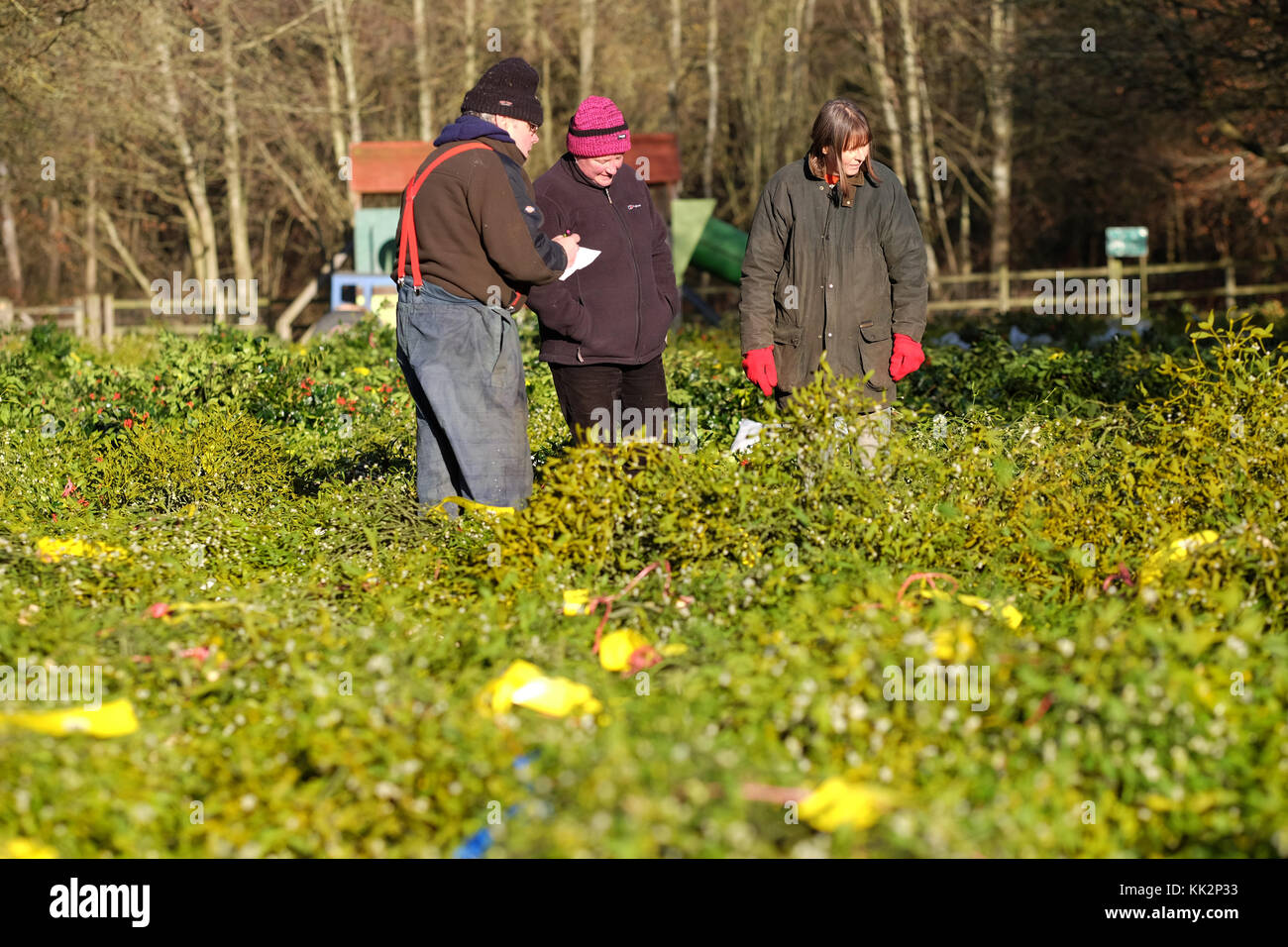 Burford house, Tenbury Wells, worcestershire - martedì 28 novembre 2017 - Il primo Natale agrifoglio e vischio asta della stagione. vischio aste sono state organizzate a Tenbury Wells per oltre 160 anni. acquirenti sfoglia tra i molti fasci di vischio prendendo nota di quelle che essi possono fare offerte su photo steven maggio / alamy live news Foto Stock
