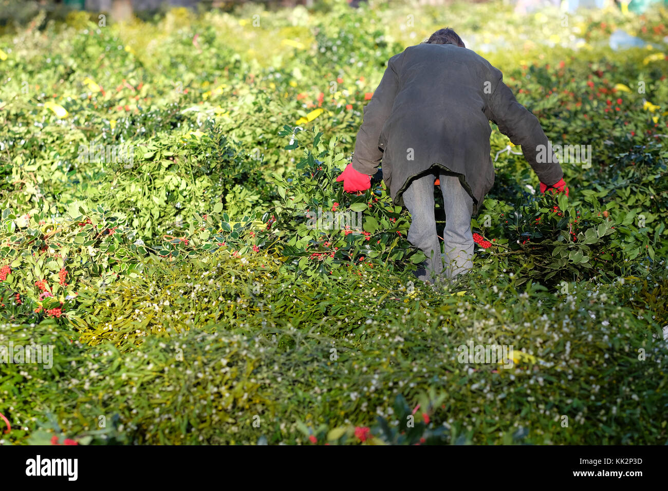 Burford house, Tenbury Wells, worcestershire - martedì 28 novembre 2017 - Il primo Natale agrifoglio e vischio asta della stagione. vischio aste sono state organizzate a Tenbury Wells per oltre 160 anni. acquirenti sfoglia tra i molti fasci di holly prima di gare inizia. foto steven maggio / alamy live news Foto Stock