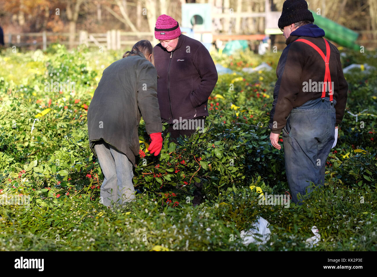 Burford house, Tenbury Wells, worcestershire - martedì 28 novembre 2017 - Il primo Natale agrifoglio e vischio asta della stagione. vischio aste sono state organizzate a Tenbury Wells per oltre 160 anni. acquirenti sfoglia tra i molti fasci di vischio prendendo nota di quelle che essi possono fare offerte su photo steven maggio / alamy live news Foto Stock
