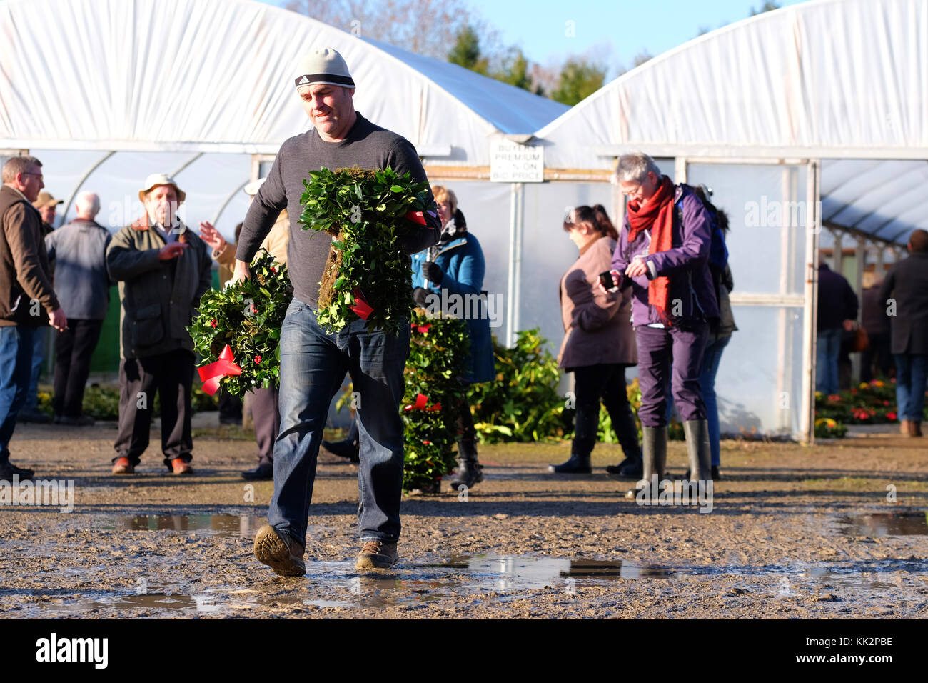 Burford house, Tenbury Wells, worcestershire - martedì 28 novembre 2017 - Il primo Natale agrifoglio e vischio asta della stagione. vischio aste sono state organizzate a Tenbury Wells per oltre 160 anni. un acquirente si allontana con il suo holly festoni su una fine inverno mattina. foto steven maggio / alamy live news Foto Stock