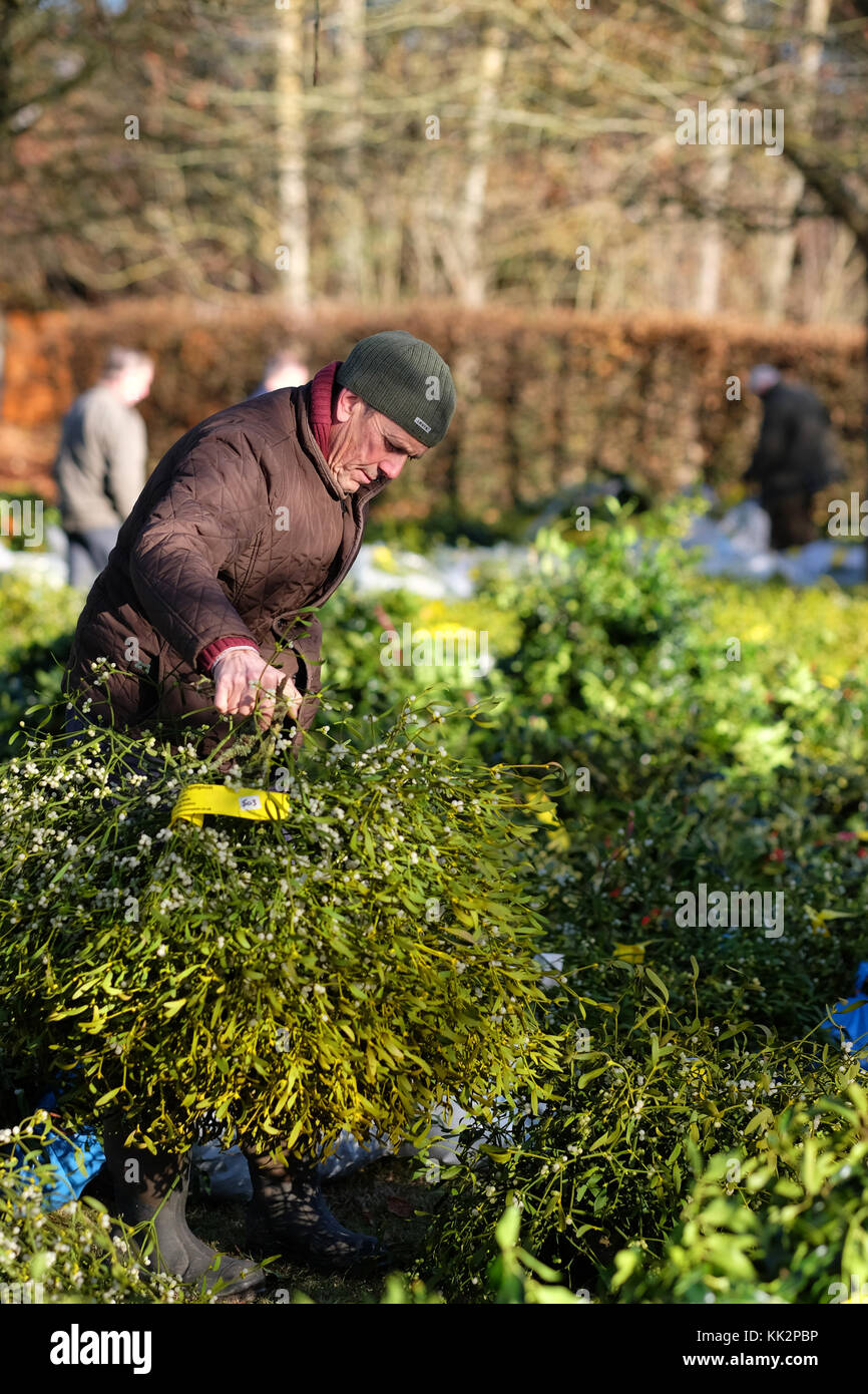 Burford house, Tenbury Wells, worcestershire - martedì 28 novembre 2017 - Il primo Natale agrifoglio e vischio asta della stagione. vischio aste sono state organizzate a Tenbury Wells per oltre 160 anni. un acquirente ispeziona i pacchetti di vischio prima di gare inizia. foto steven maggio / alamy live news Foto Stock