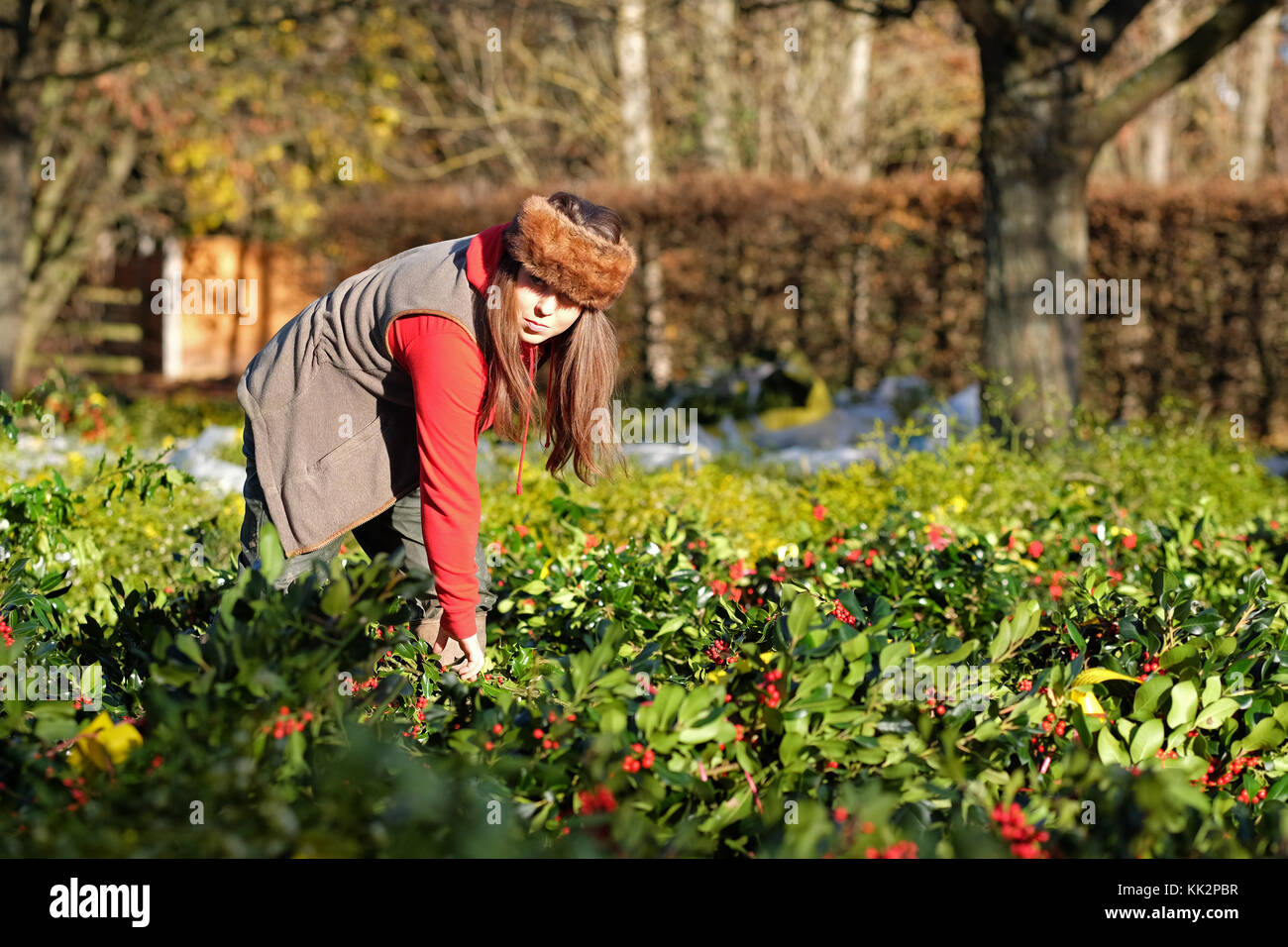 Burford house, Tenbury Wells, worcestershire - martedì 28 novembre 2017 - Il primo Natale agrifoglio e vischio asta della stagione. vischio aste sono state organizzate a Tenbury Wells per oltre 160 anni. un acquirente ispeziona i pacchetti di vischio prima di gare inizia su un nitido inverno mattina. foto steven maggio / alamy live news Foto Stock