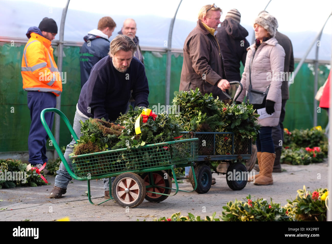 Burford house, Tenbury Wells, worcestershire - martedì 28 novembre 2017 - Il primo Natale agrifoglio e vischio asta della stagione. vischio aste sono state organizzate a Tenbury Wells per oltre 160 anni. un acquirente carichi il suo carrello con holly festoni su una fine inverno mattina. foto steven maggio / alamy live news Foto Stock