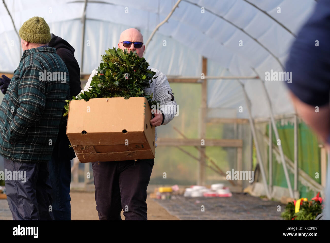Burford house, Tenbury Wells, worcestershire - martedì 28 novembre 2017 - Il primo Natale agrifoglio e vischio asta della stagione. vischio aste sono state organizzate a Tenbury Wells per oltre 160 anni. un acquirente si allontana con il suo holly festoni su una fine inverno mattina. foto steven maggio / alamy live news Foto Stock