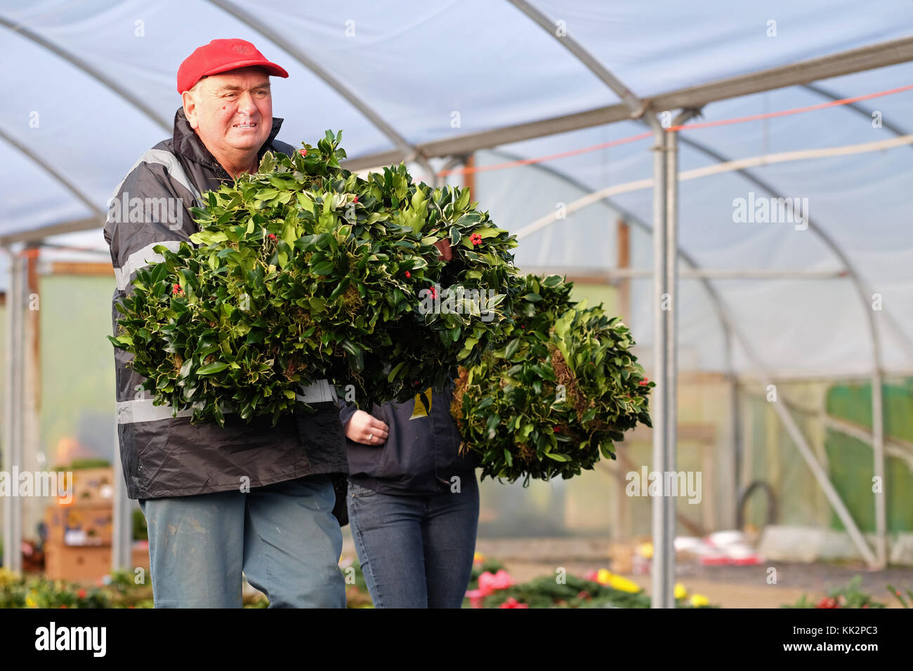 Burford house, Tenbury Wells, worcestershire - martedì 28 novembre 2017 - Il primo Natale agrifoglio e vischio asta della stagione. vischio aste sono state organizzate a Tenbury Wells per oltre 160 anni. un acquirente si allontana con la sua selezione di borse di holly festoni su una fine inverno mattina. foto steven maggio / alamy live news Foto Stock