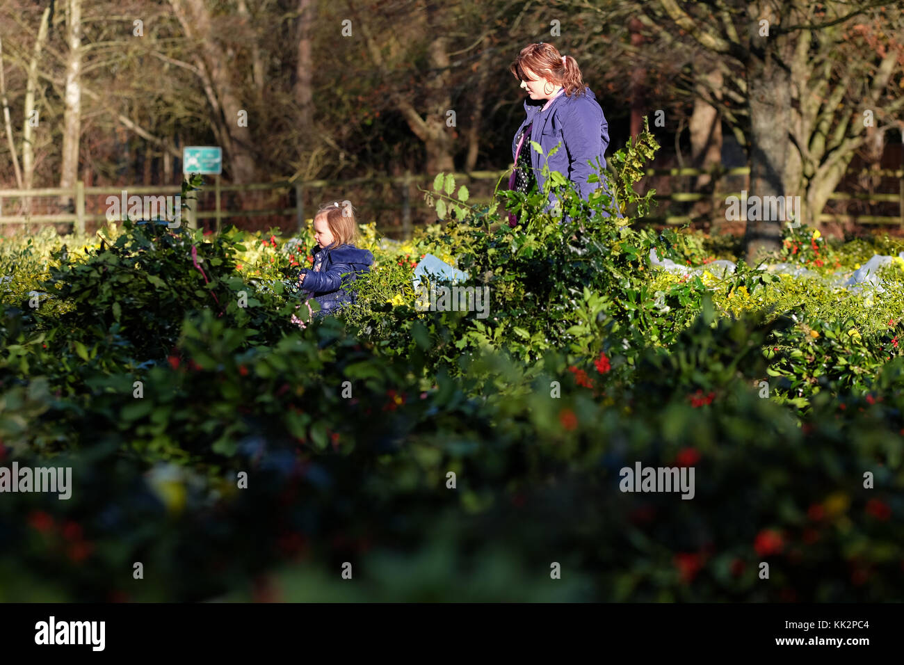 Burford house, Tenbury Wells, worcestershire - martedì 28 novembre 2017 - Il primo Natale agrifoglio e vischio asta della stagione. vischio aste sono state organizzate a Tenbury Wells per oltre 160 anni. acquirenti giovani e vecchi navigare tra i fasci di vischio in una bella mattina invernale. foto steven maggio / alamy live news Foto Stock