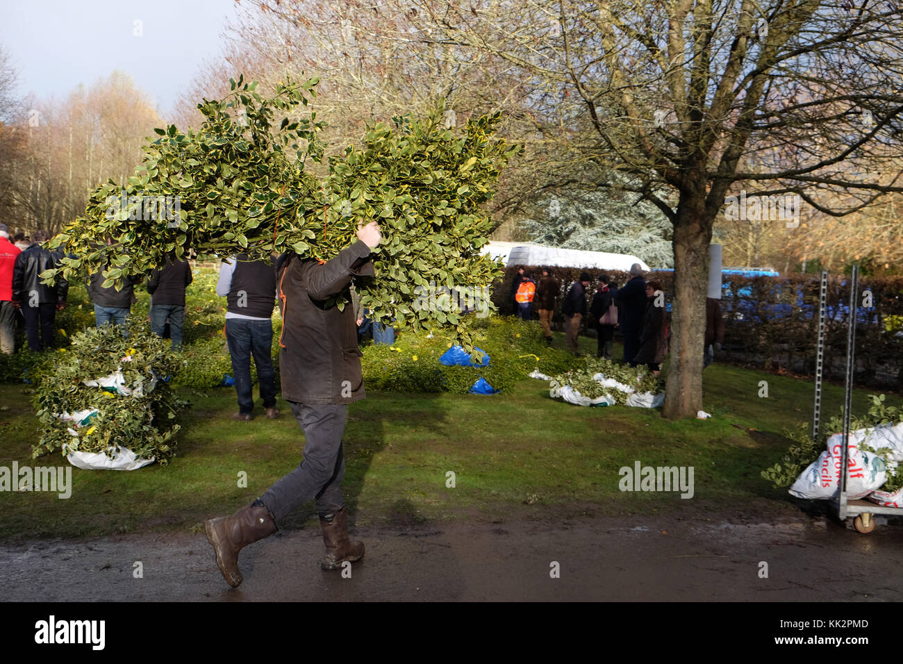 Burford house, Tenbury Wells, worcestershire - martedì 28 novembre 2017 - Il primo Natale agrifoglio e vischio asta della stagione. vischio aste sono state organizzate a Tenbury Wells per oltre 160 anni. un acquirente trasporta i loro fasci di agrifoglio via dopo l'asta su un nitido inverno mattina. foto steven maggio / alamy live news Foto Stock
